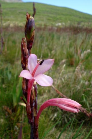 Watsonia fourcadei fruit 